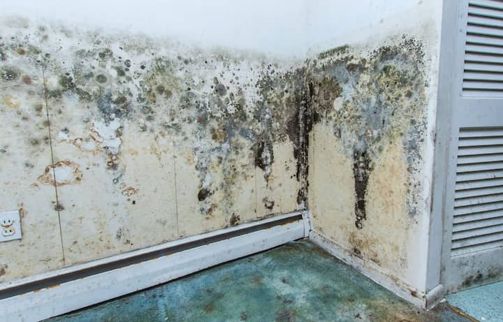 mold removal santa clarita